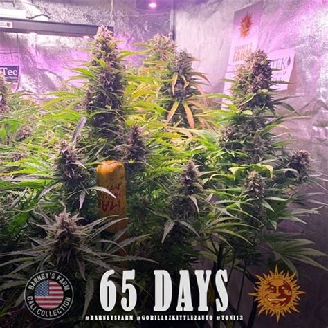 Gorila Zkittlez Auto Cannabis Seeds By Barneys Farm Seeds