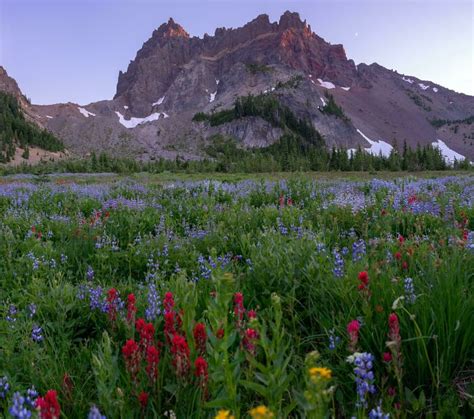 ‘Rate This Meadow’: 30 Beautiful Images To Transport You To A Tranquil ...