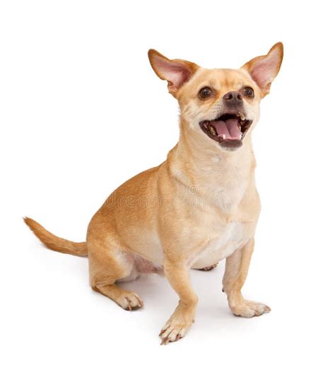 Happy Chihuahua And Pug Mix Dog Smiling Stock Photo Image Of