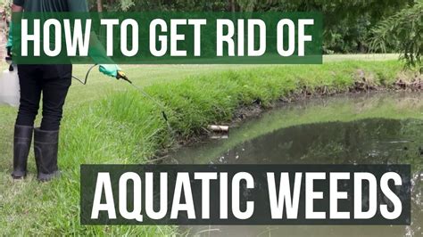 How To Get Rid Of Pond Weeds Naturally Eco Friendly Tips