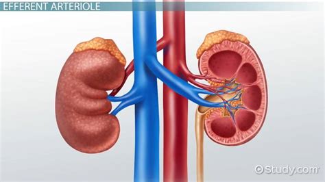 Efferent Vs Afferent Arteriole Differences Function Video