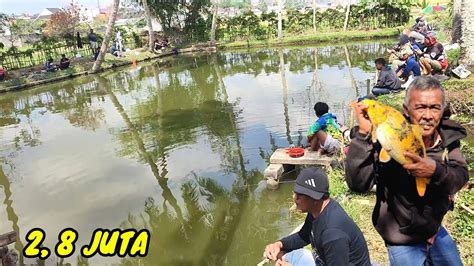 MANCING BORONGAN IKAN MAS IKAN NILA HARGA 2 8 JUTA YouTube