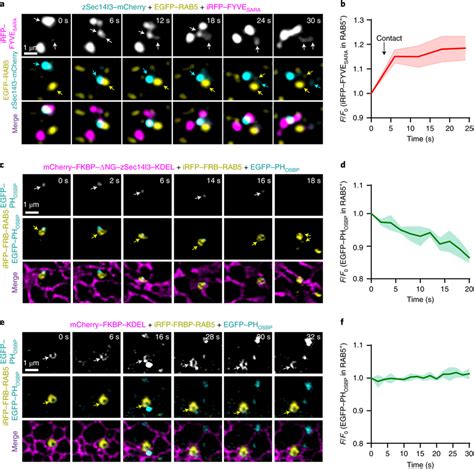 The Sec L Compartment Promotes Endosomal Ptdins P Accumulation And