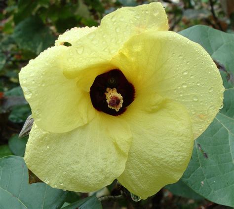 Seeds 10 Seeds Yellow Tropical Rose Mallow Flower Hibiscus Vitifolius