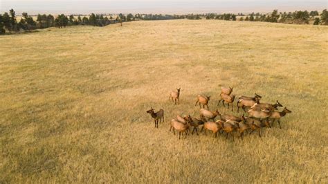 How cattle ranching complements high-fence hunting | Successful Farming