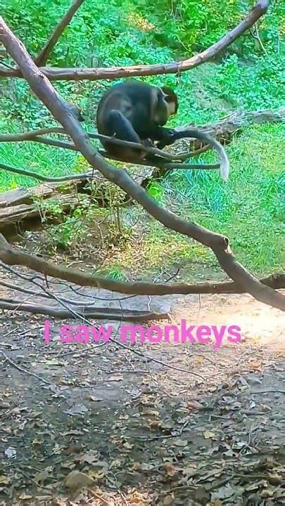 Im At The Zoo Monkeys Youtube