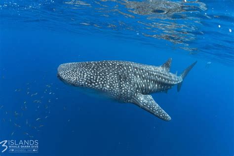 Whale Shark Tours Exmouth | Whale Shark Dive Ningaloo