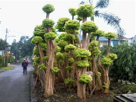 Bonsai Anting Putri Tukang Taman