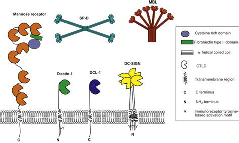 Mannose Receptor