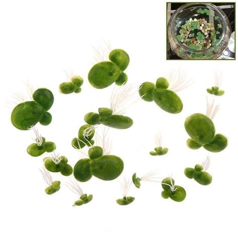 PLANTE D AQUARIUM 18pcs A Bag Plantes Fluorescentes Pour Aquarium