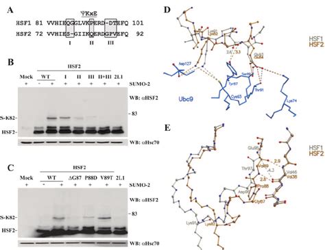 Sumo Modification Of The Hsf2 Loop Is Regulated By Residues Neighboring