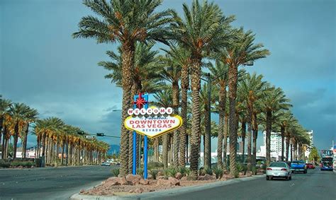 Types Of Palm Trees Las Vegas Nv