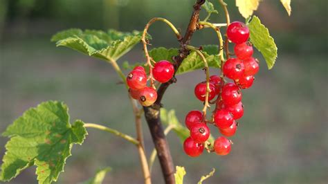 Red Currant Fruit Free Photo On Pixabay Pixabay