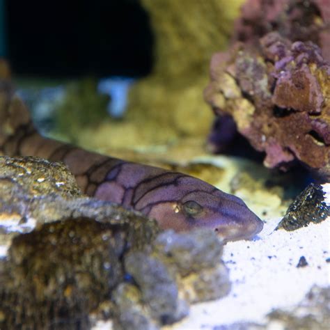 Virginia Aquarium & Marine Science Center - It's seafood month - The