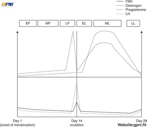 Sex Differences And Considerations For Female Specific Nutritional Strategies A Narrative