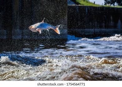 853 Carp jumping Stock Photos, Images & Photography | Shutterstock