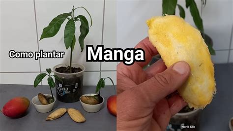 Como Plantar Manga Do Caro O F Cil E R Pido Youtube