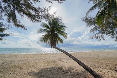 Coconut Trees Along The Beautiful Sandy Beach Stock Image Image Of