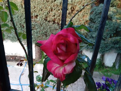 Rosa bonita y fea en el mismo rosal trepador cómo es posible