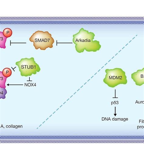 Ubiquitin E3 Ligases Regulate Tgf β Dependent And Independent Pathways Download Scientific