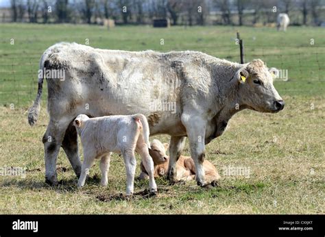 Charolais Cow And Calf On Pasture Kabusa Skane Sweden Europe Stock