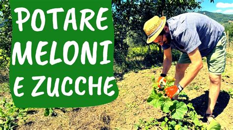 POTARE Il MELONE Come E Quando Bisogna Tagliare La Pianta YouTube