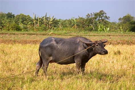 Carabao The National Animal Of The Philippines Why Philippine News