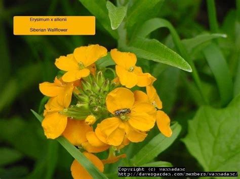 PlantFiles Pictures Erysimum Species Siberian Wallflower Erysimum