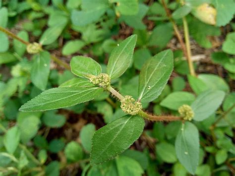 Le Joyau Cach Du Jardin D Couvrir L Euphorbia Hirta