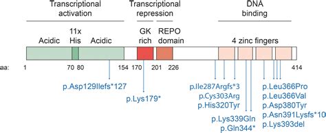 Frontiers The Why Of Yy Mechanisms Of Transcriptional Regulation By