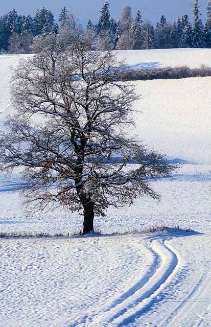 Baum Schnee Winterlandschaft Kostenloses Foto Auf Pixabay Pixabay