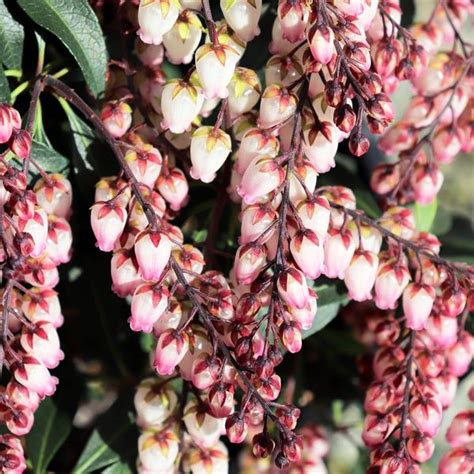 Pieris Japonica Katsura Warners Nurseries