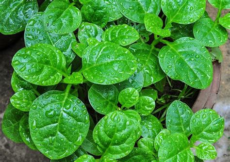 How To Grow Malabar Spinach An Edible Tropical Vine Hubpages