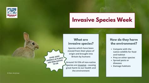 Invasive Species Week 2023 — Mammal Society