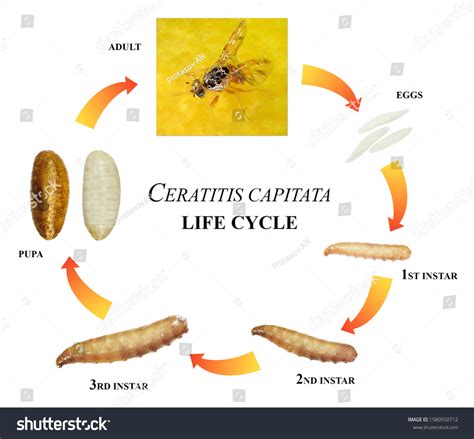 119 Lemon Crop Stages Images Stock Photos Vectors Shutterstock