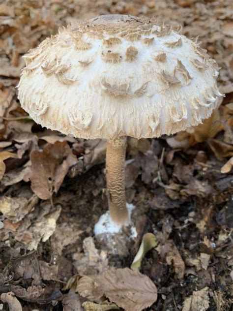 Toxic False Parasol Identification and Lookalikes - Mushroom Appreciation