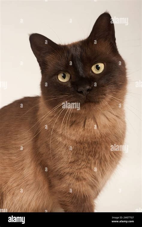 Munchkin Shorthair Cat Stock Photo Alamy