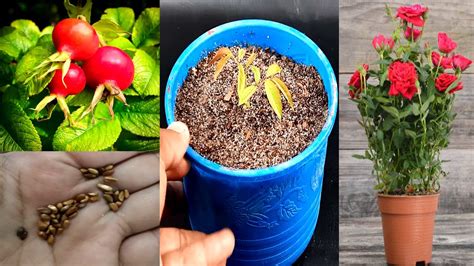 How To Grow Rose From Seed Seed To Flower Rose Youtube