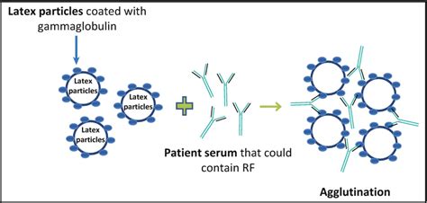 Latex Agglutination Test Procedure Principle Inhibition Limitation