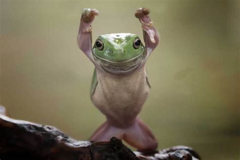 Frog Symbolism & Meaning | Spirit, Totem, & Power Animal