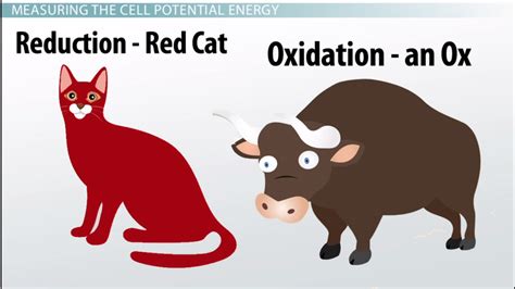 Cell Potential | Definition, Chart & Calculation - Lesson | Study.com