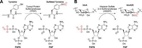 A Tyrosylprotein Sulfotransferase Catalysed Sulfation Of A Tyrosine