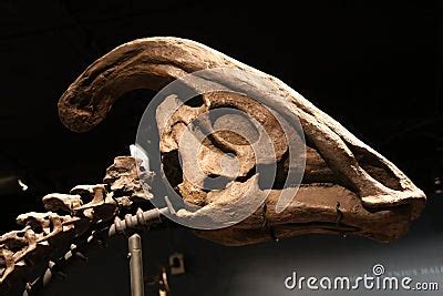 Parasaurolophus Skull Editorial Image | CartoonDealer.com #19038592