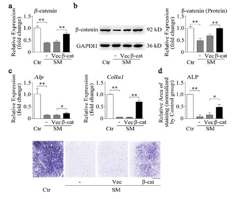 β Catenin Overexpression Recovers Osteoblast Differentiation Reduction Download Scientific