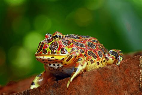 Top 10 Types of Pacman Frog Morphs & Colors - More Reptiles