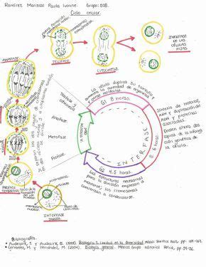 Ramírez Mariscal Paula Ivonne Esquema del ciclo celular Audesirk T