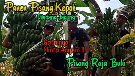 Panen Pisang Kepokpisang Raja Bulu Diladang Jagung Petanipisang