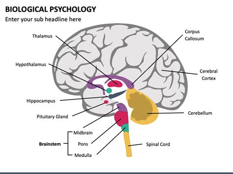 Biological Psychology PowerPoint and Google Slides Template - PPT Slides