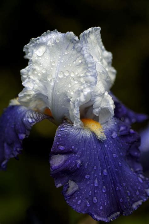 Free Images Nature Blossom Petal Bloom Blue Flora Close Up