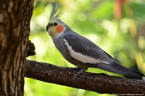 Interesting Facts About Cockatiels Just Fun Facts